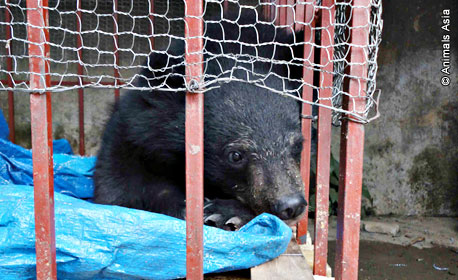 自殺もできぬ苦痛に耐え わが子を殺す中国熊の残虐物語 立花聡公式サイト