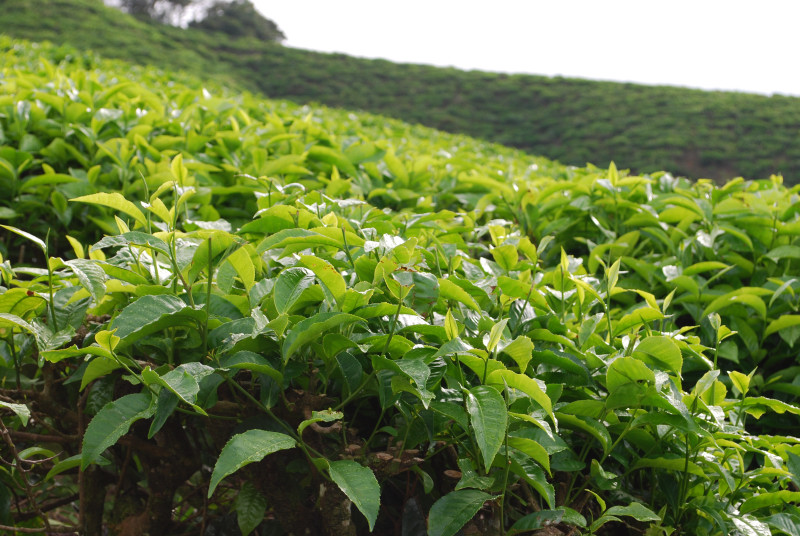160614-0859-Cameron Highland-BOH紅茶農園