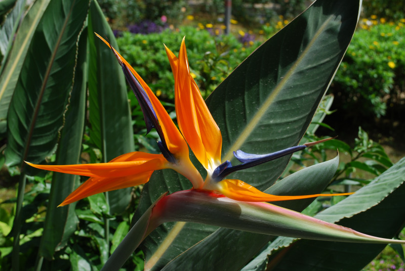 160614-1144-Cameron Highland-農業研究試験場