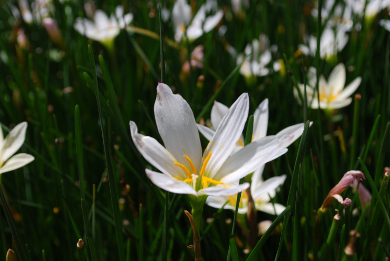 160614-1139-Cameron Highland-農業研究試験場